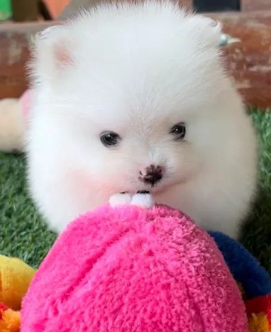 Spitz vacinados  - Foto 4
