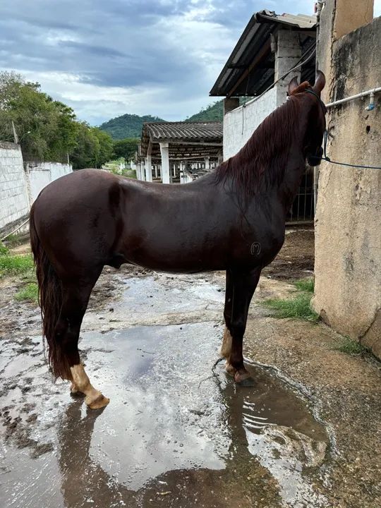 Cavalo MM registrado a venda !! - Foto 2