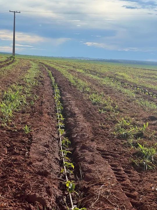 Fazenda de café próximo Uberlândia  - Foto 4