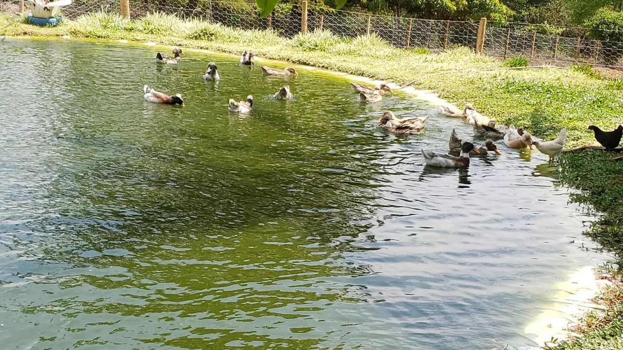 Vedo chacara 1.8 hectares - Foto 4