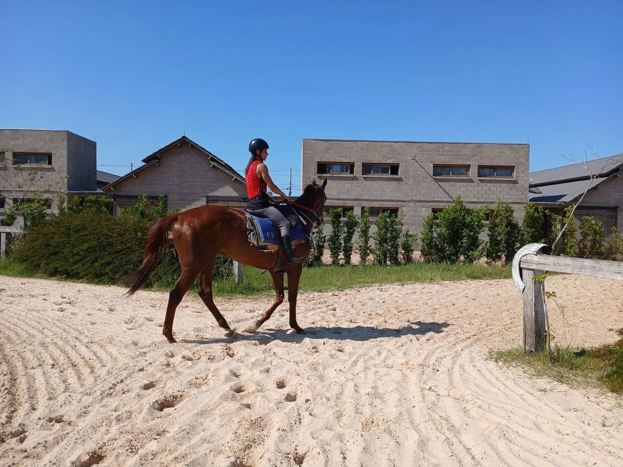 Lindo cavalo PSI pra qualquer  modalidade   - Foto 5