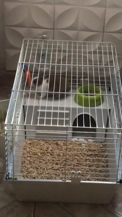 Coelho netherland filhote - Foto 2