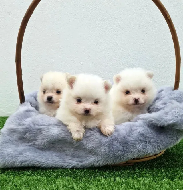 Spitz Alemão Lulu da Pomerania