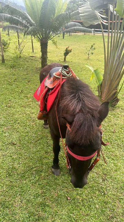 Pônei para passeio e uma ovelha - Foto 2