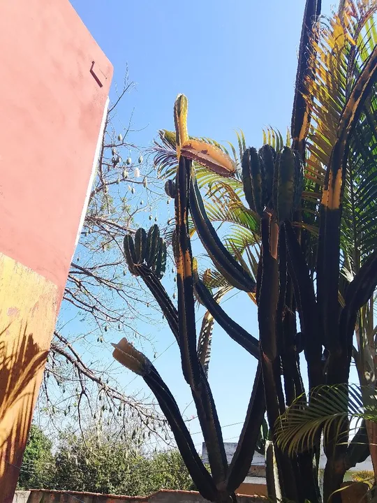 Mudas de Cactos Brasileirinhos.( Mandacaru)