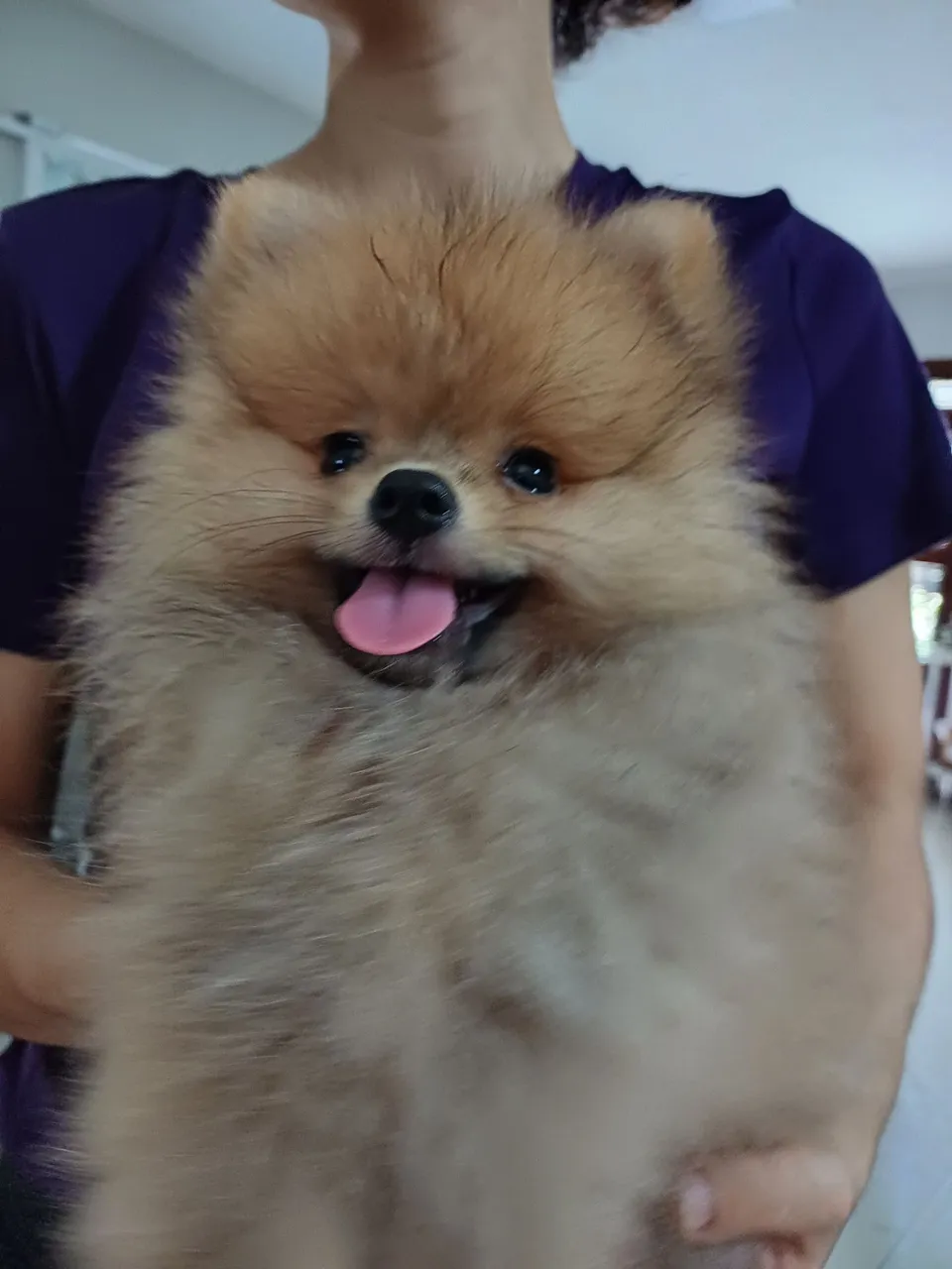 Lindos Lulu da Pomerania!