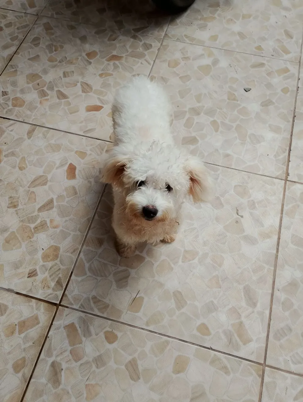 Filhote de poodle