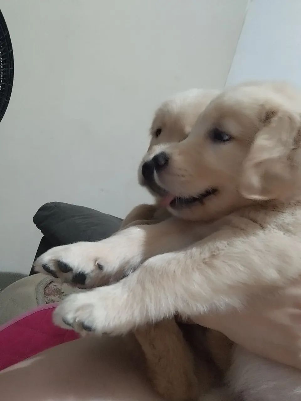 Golden Retriever  - Foto 3