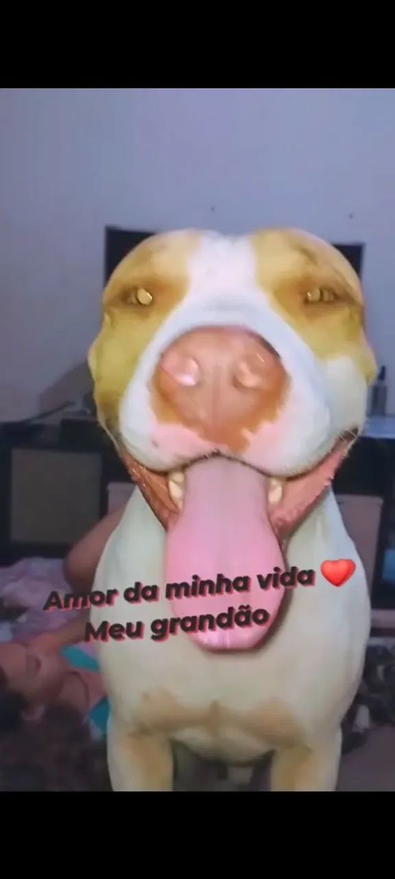 Doação de Pitbull castrado e manso - Foto 5