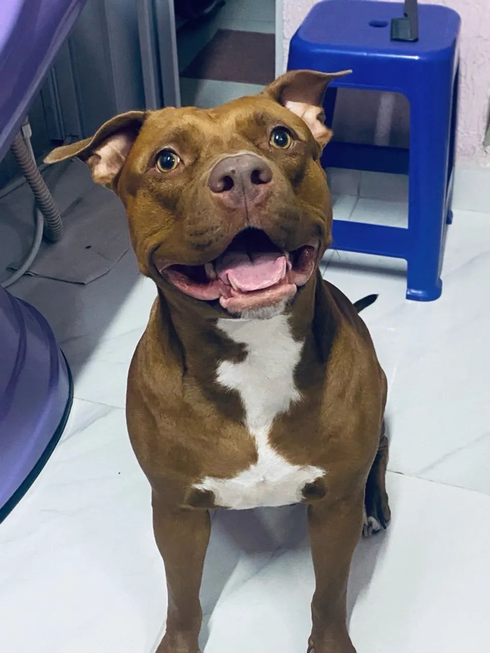 PIT MONSTER disponível para cruzar