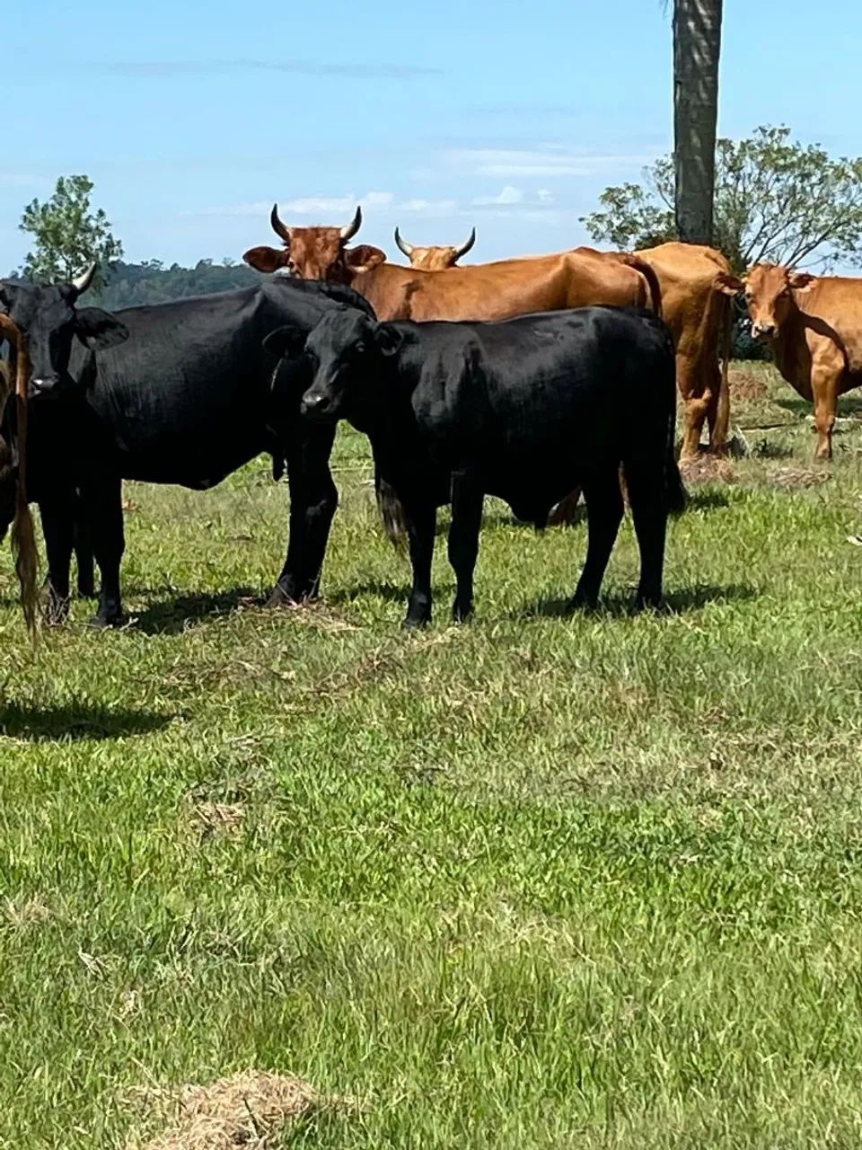 Terneiro de corte (boi) - Foto 6