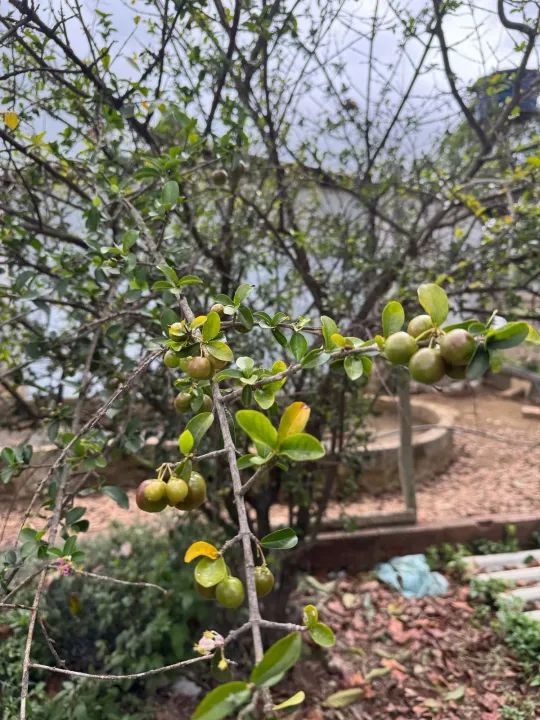 ] Oportunidade! Chácara com Casa, Pomar e Água de Mina ] - Foto 13