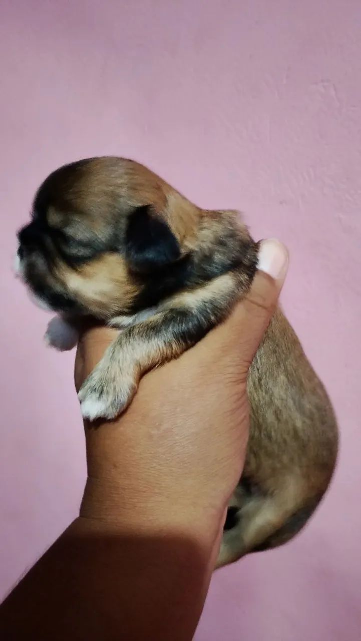 Shitzu 100% puro - Foto 6