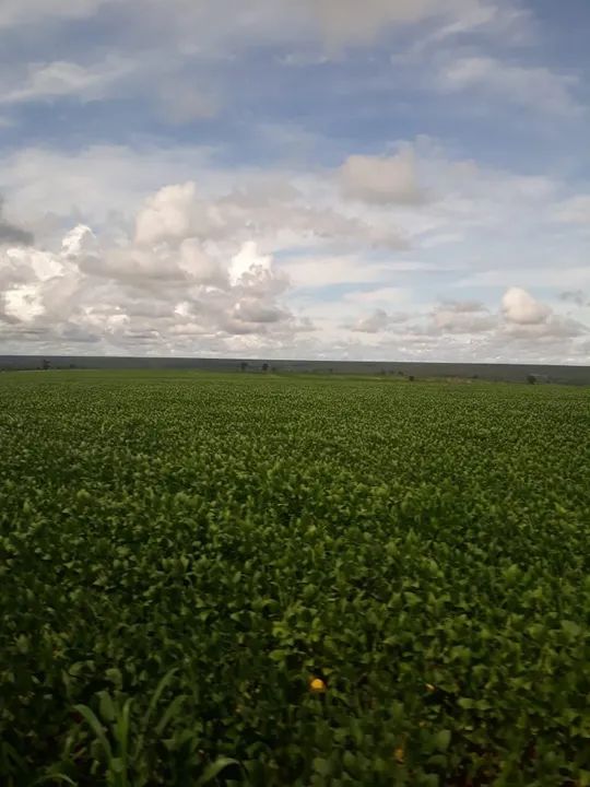 Fazenda 986 Alqueires, 227 Alqueires em Área Plantada, 206 Alqueires em Pastagem, Casas Se