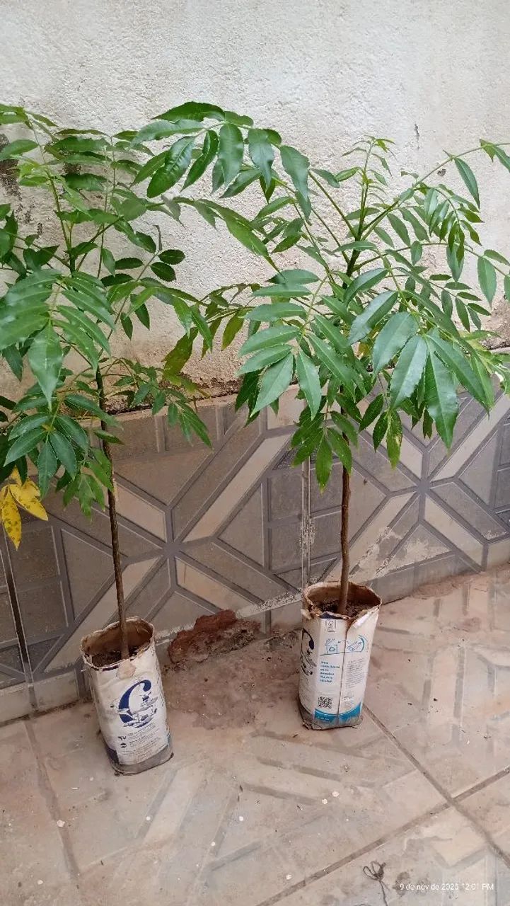 Vendo muda de cajá anão  - Foto 2