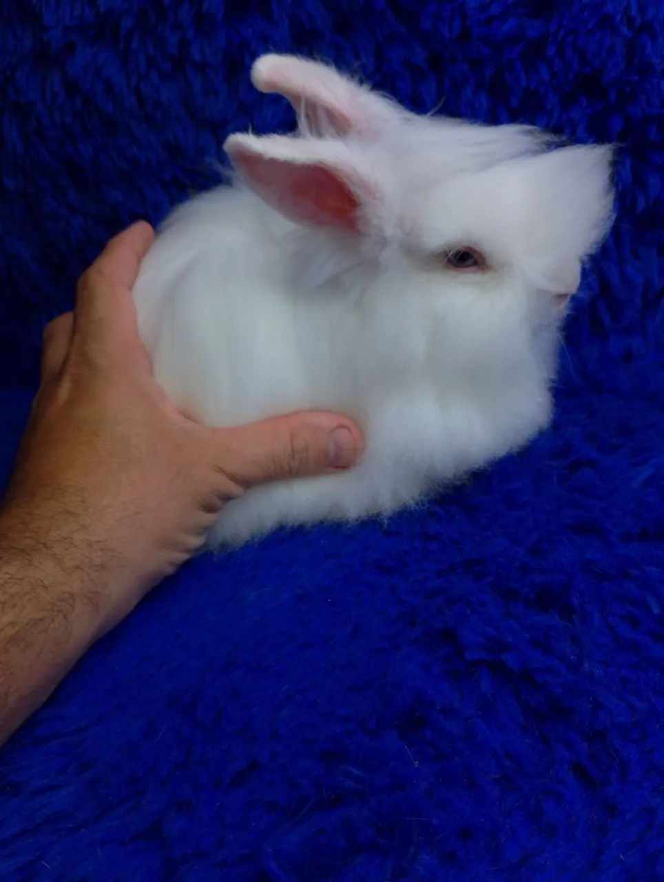 Coelho anão Teddy dwerg ursinho(raro)branco olhos azuis