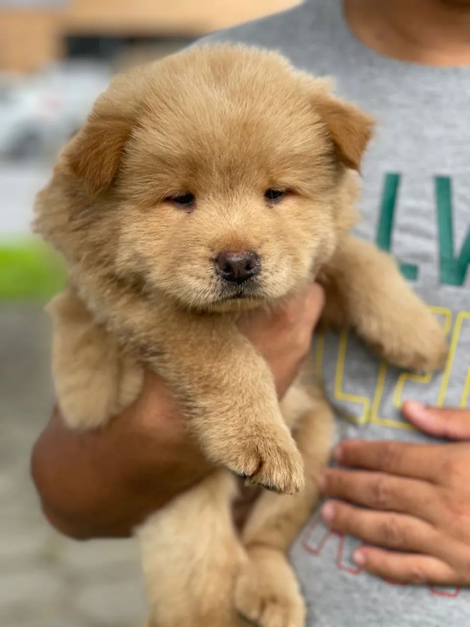 Filhote Chow-Chow - Foto 4