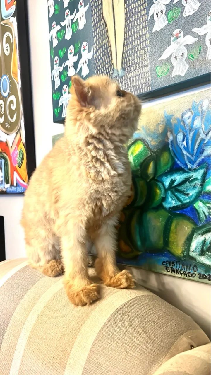 Gatinha Persa  - Foto 2