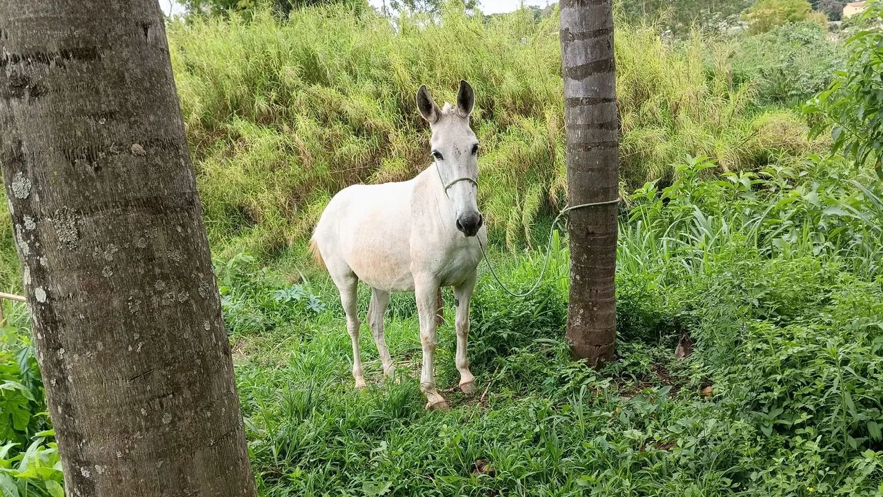 Vendo mula marcha picada 