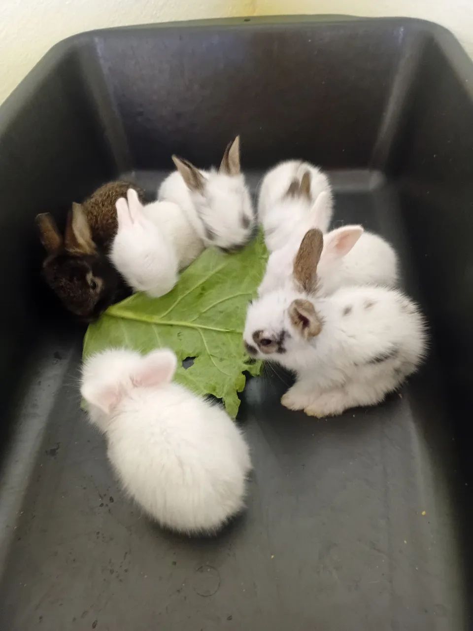 Filhotes de Coelho FUZZY  - Foto 3