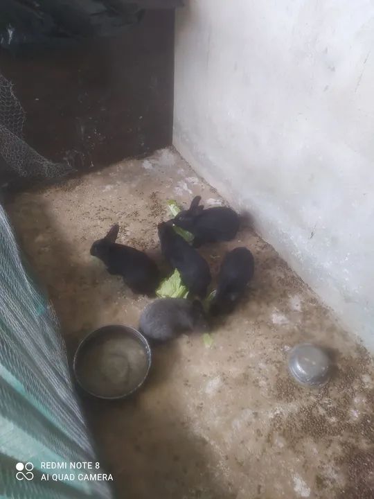 Coelhos Bebês Pretos