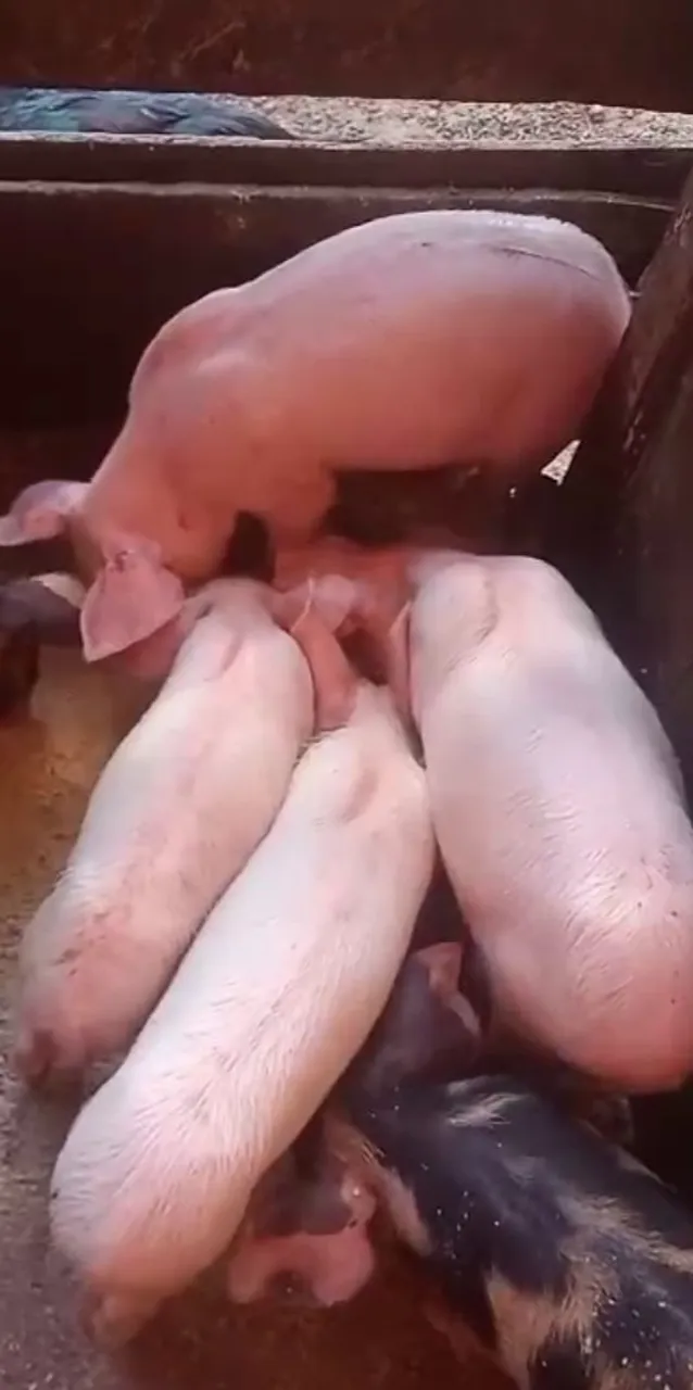 Porquinhos para criação