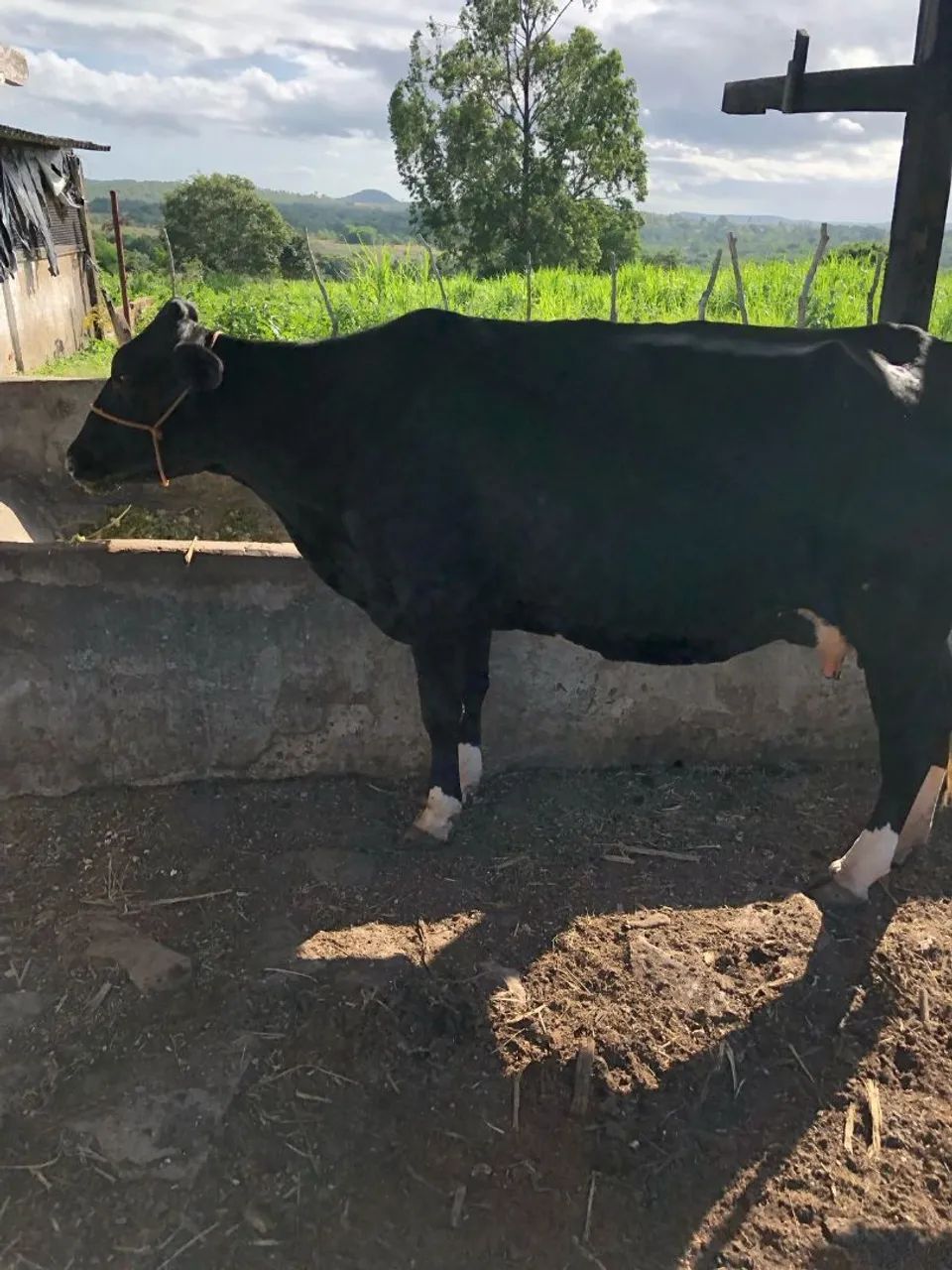 Vaca prenha - Foto 2