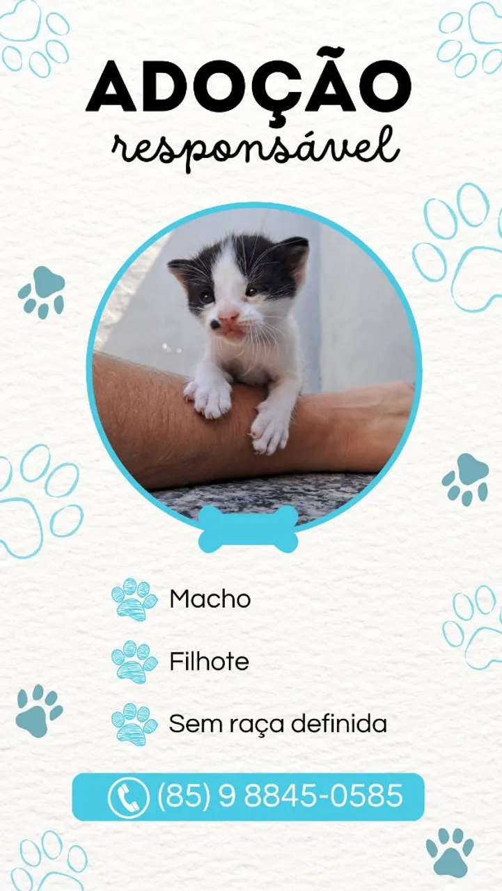Gatinhos para adoção