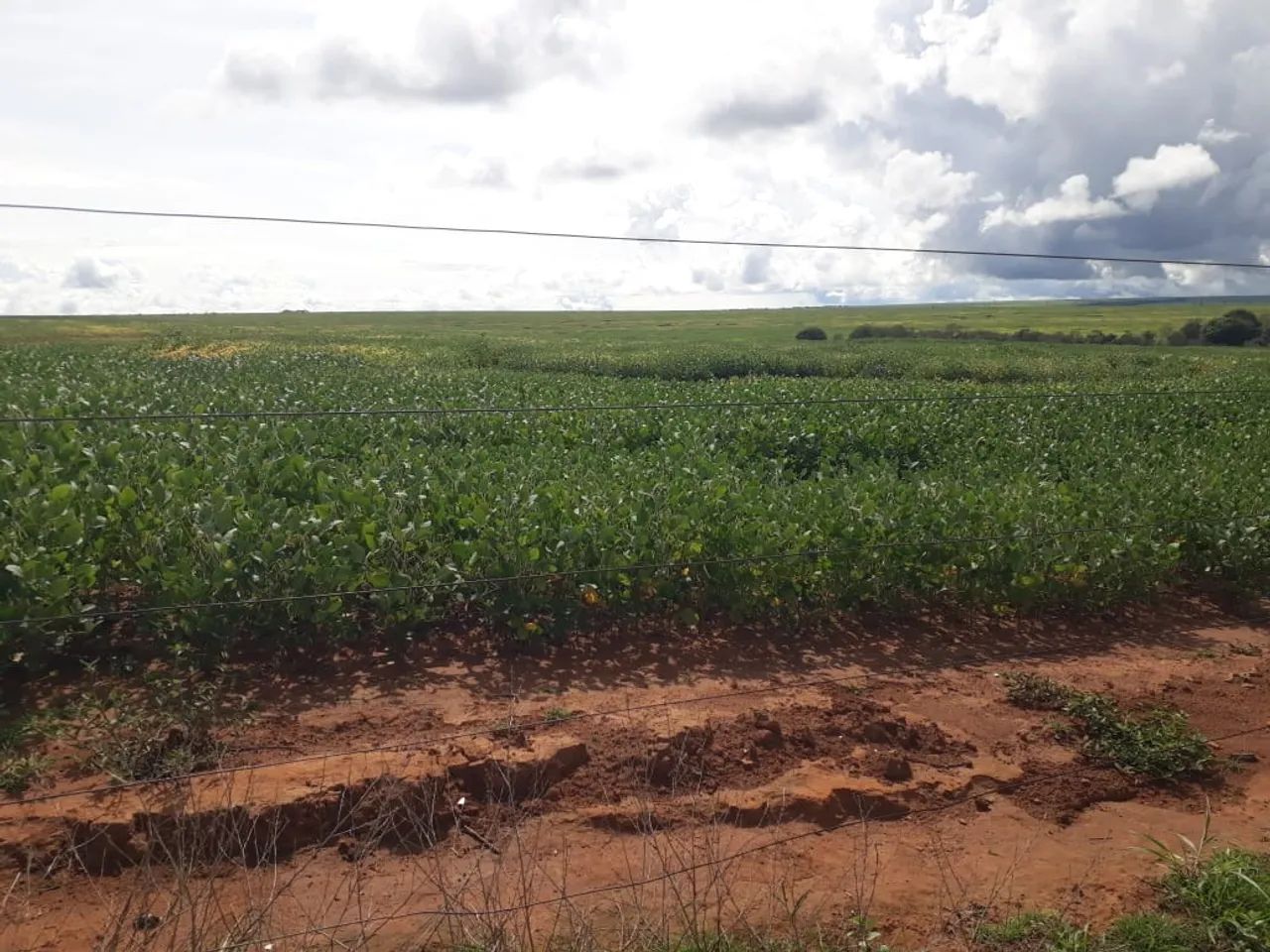 Fazenda 986 Alqueires, 227 Alqueires em Área Plantada, 206 Alqueires em Pastagem, Casas Se - Foto 3
