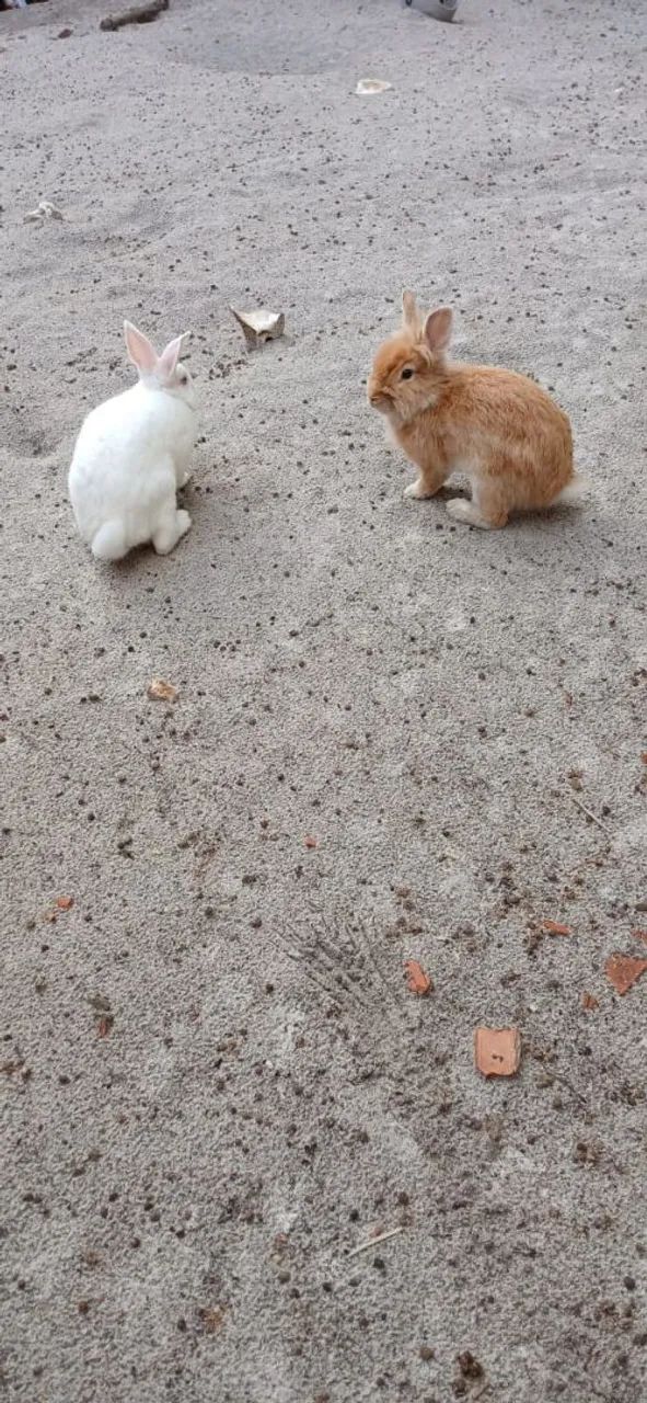 Vendo 2 casais de coelhos  - Foto 2