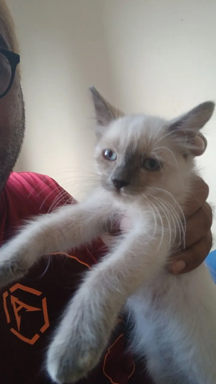 Gatinho filhote de raça siamês