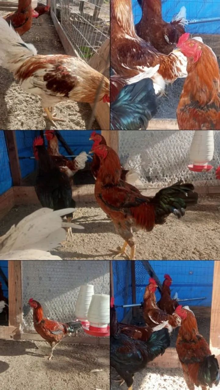 Galos de criação 