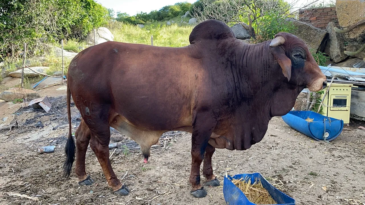 Touro Brahman - Linhagem de Qualidade