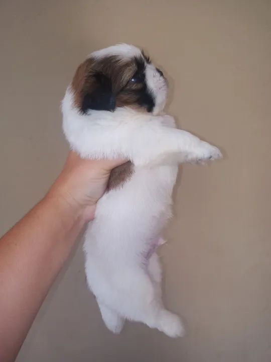 Filhote Shih Tzu