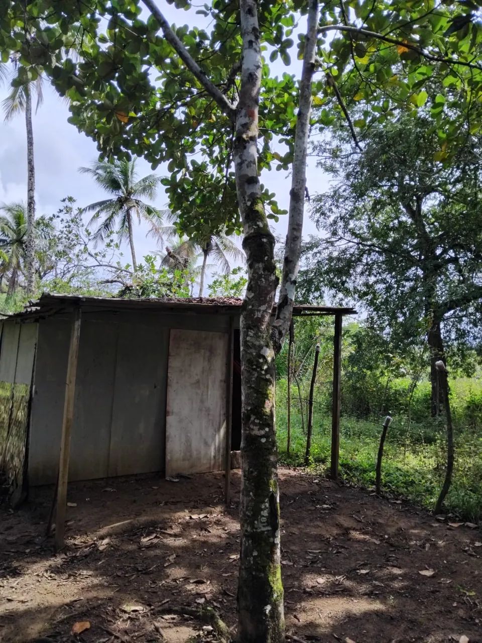 Foto - Simões Filho - Palmares