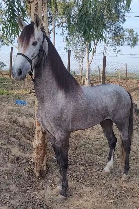 GARANHÃO MM LUXO(Papel top) - Foto 2