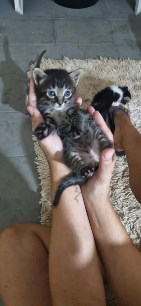 Gatinhos lindos adoção responsável  - Foto 3