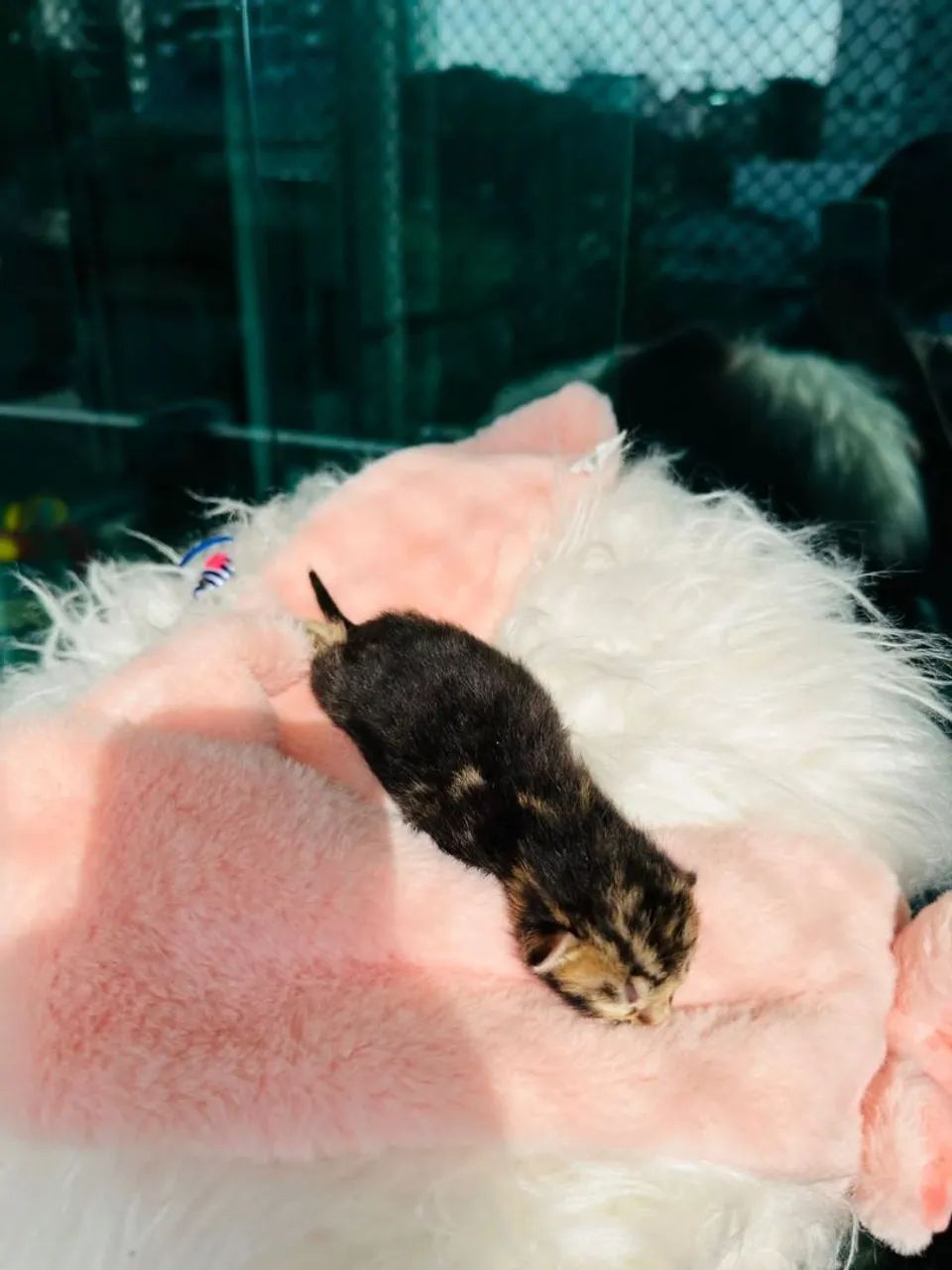 Lindos filhotes de bengal  - Foto 4