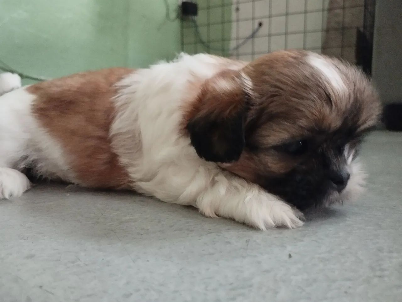 Última fêmea de Shitzu   - Foto 3