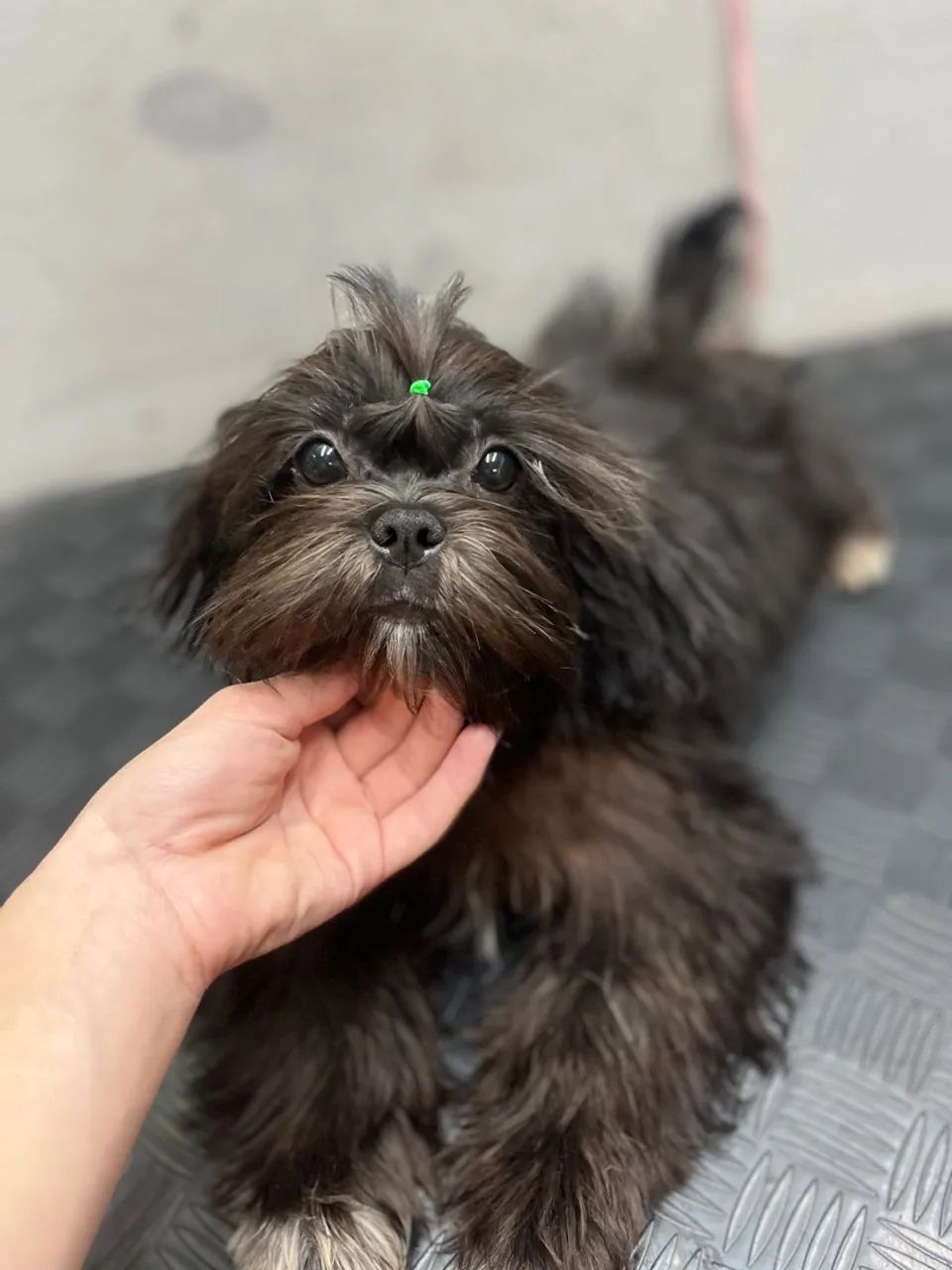 Filhote de Shih Tzu pretinho  - Foto 2