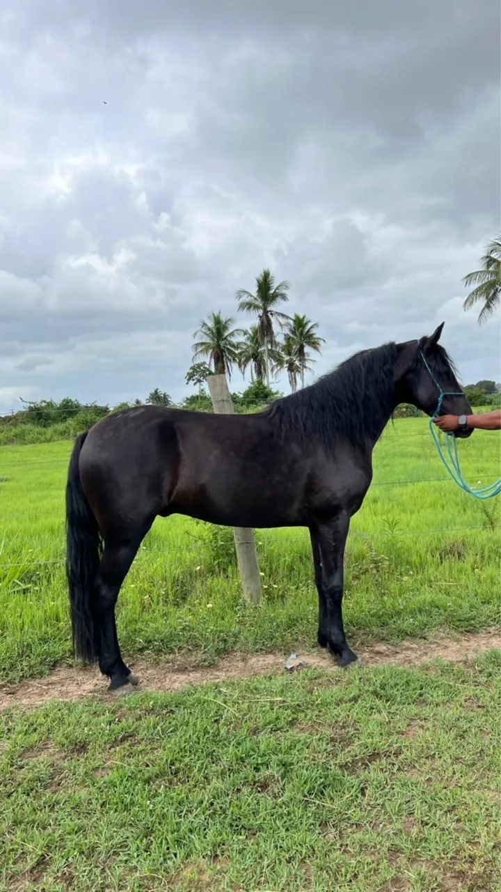 Cavalo preto Mangalarga - Foto 2