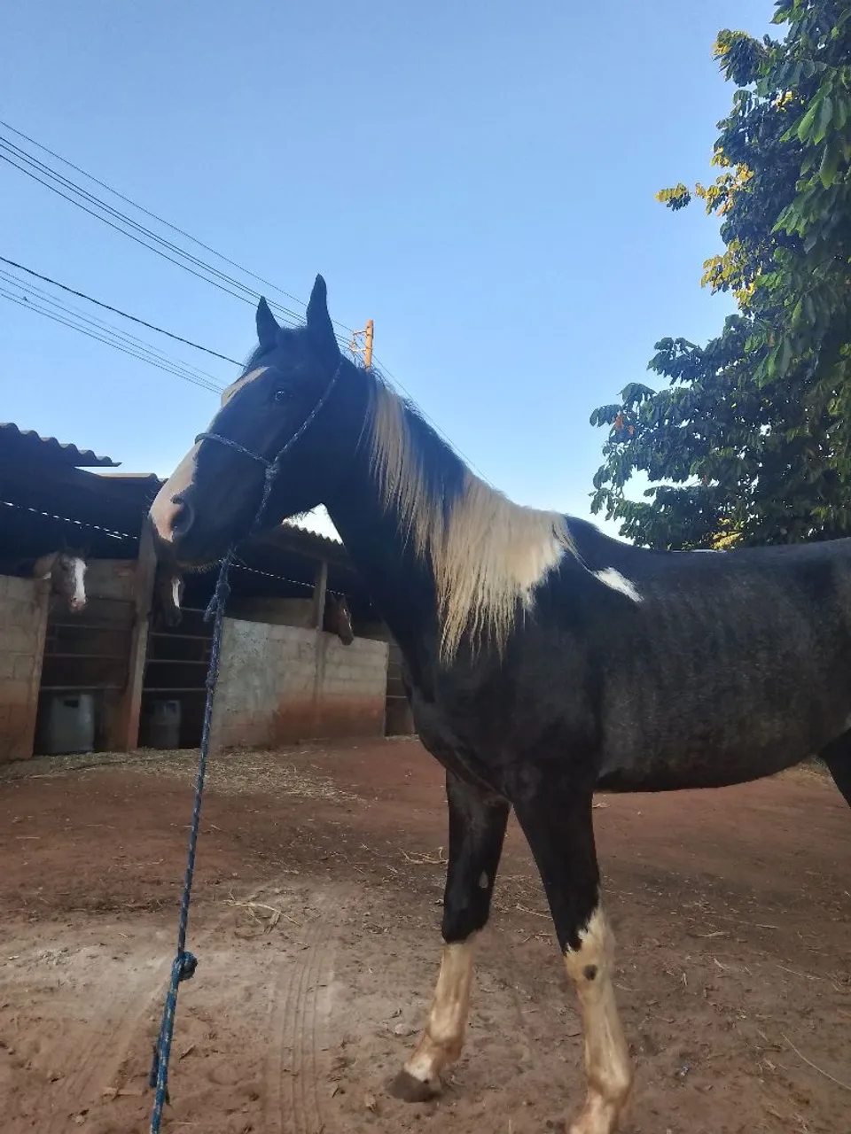 Cavalo novo Paint horse ótimo de rédea