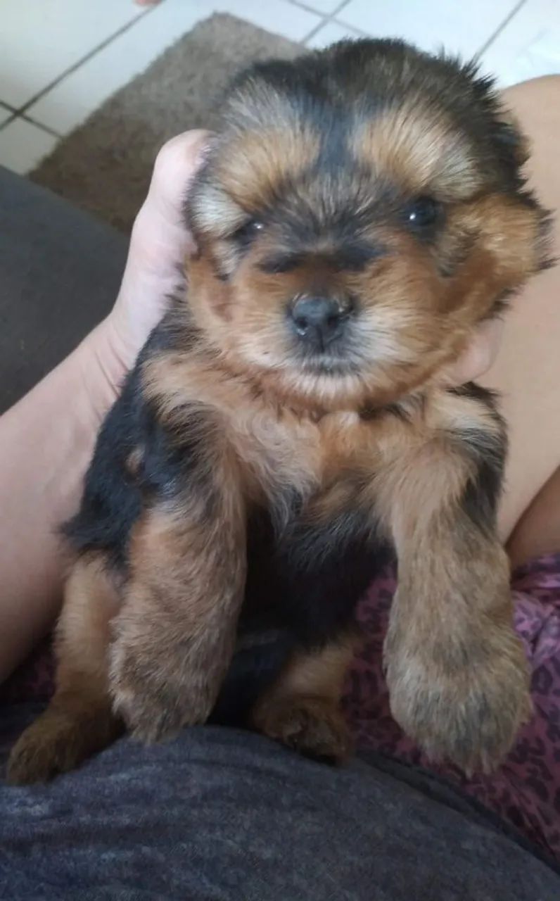 Cachorros Yorkshire - aceito cartões