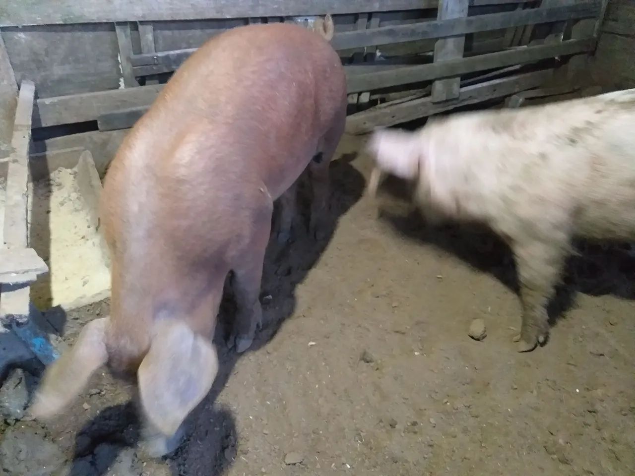  1Porco reprodutor  para venda