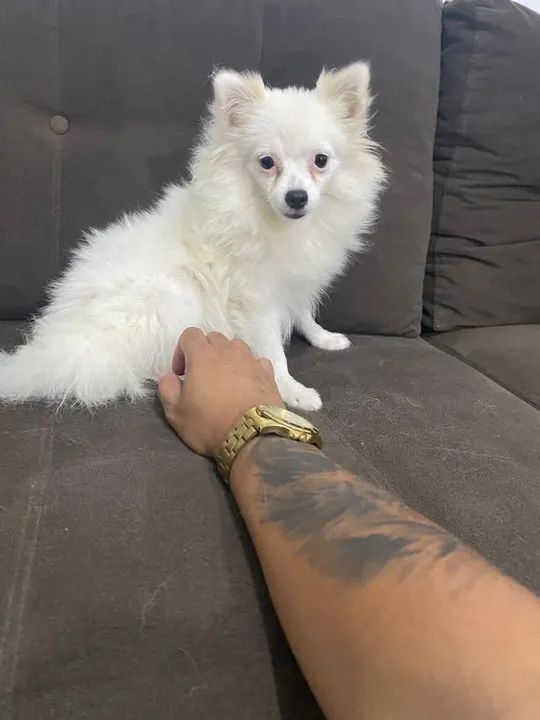 Filhote de Spitz Alemão- fêmea com 7 meses - Foto 3