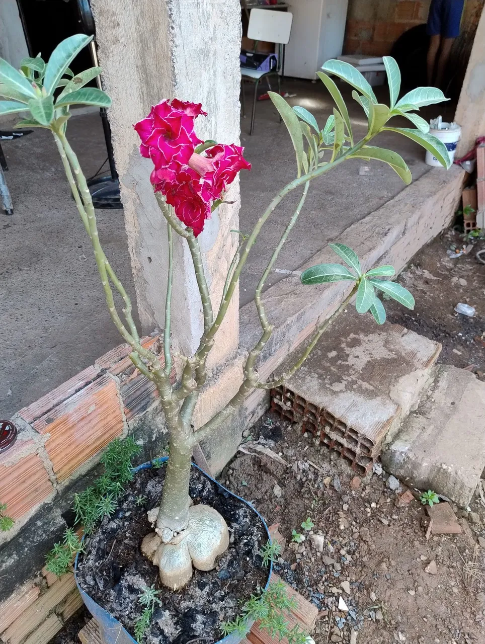 Vende se Rosa do deserto