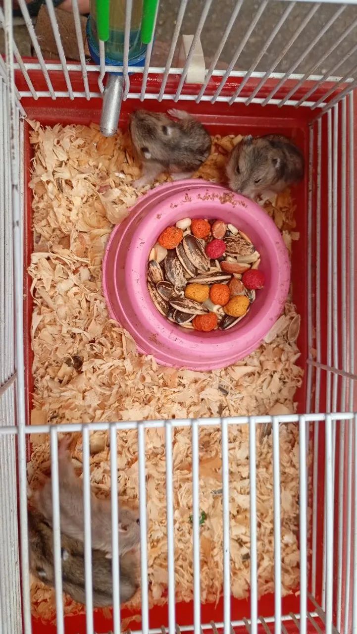 Hamister Russo Anão 64672973948546123