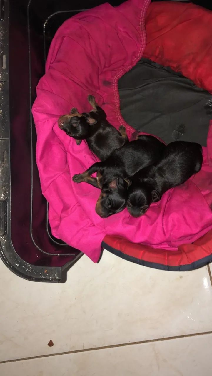 Filhote de Pinscher  - Foto 3