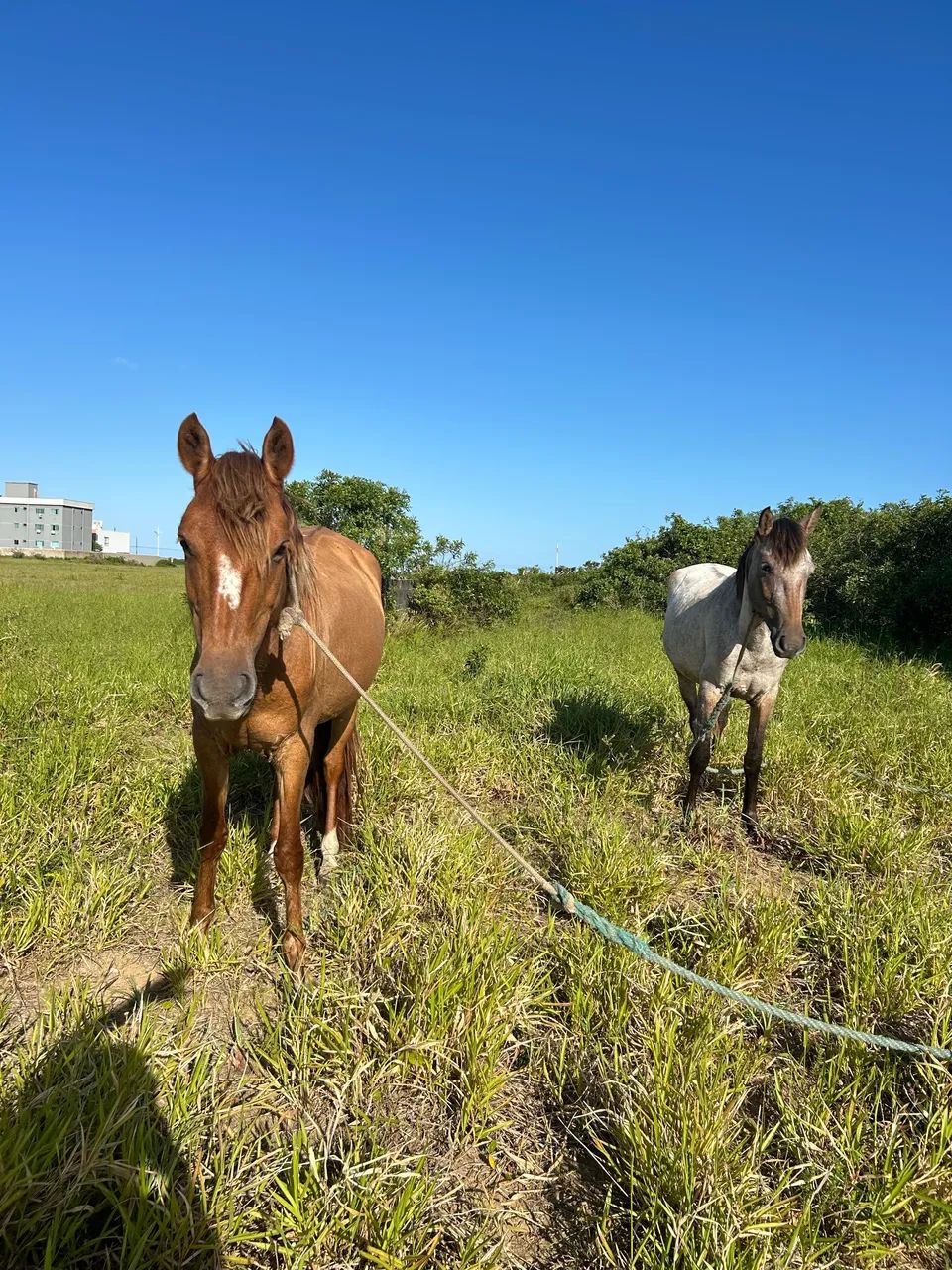 Potranca a venda  - Foto 2