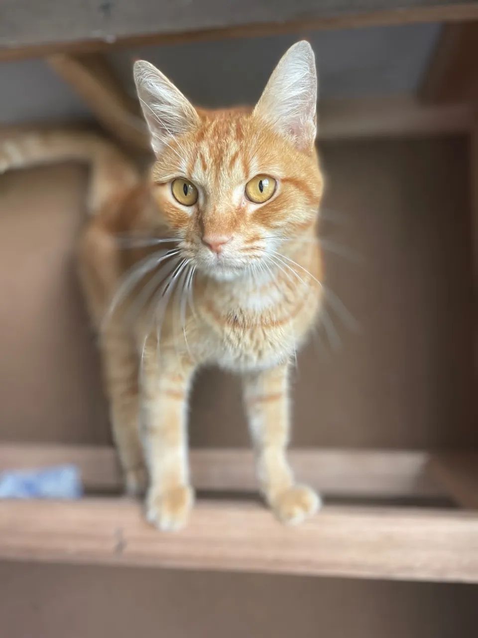 Gato adulto resgatado  - Foto 2